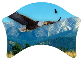 Soaring Eagle Im Free